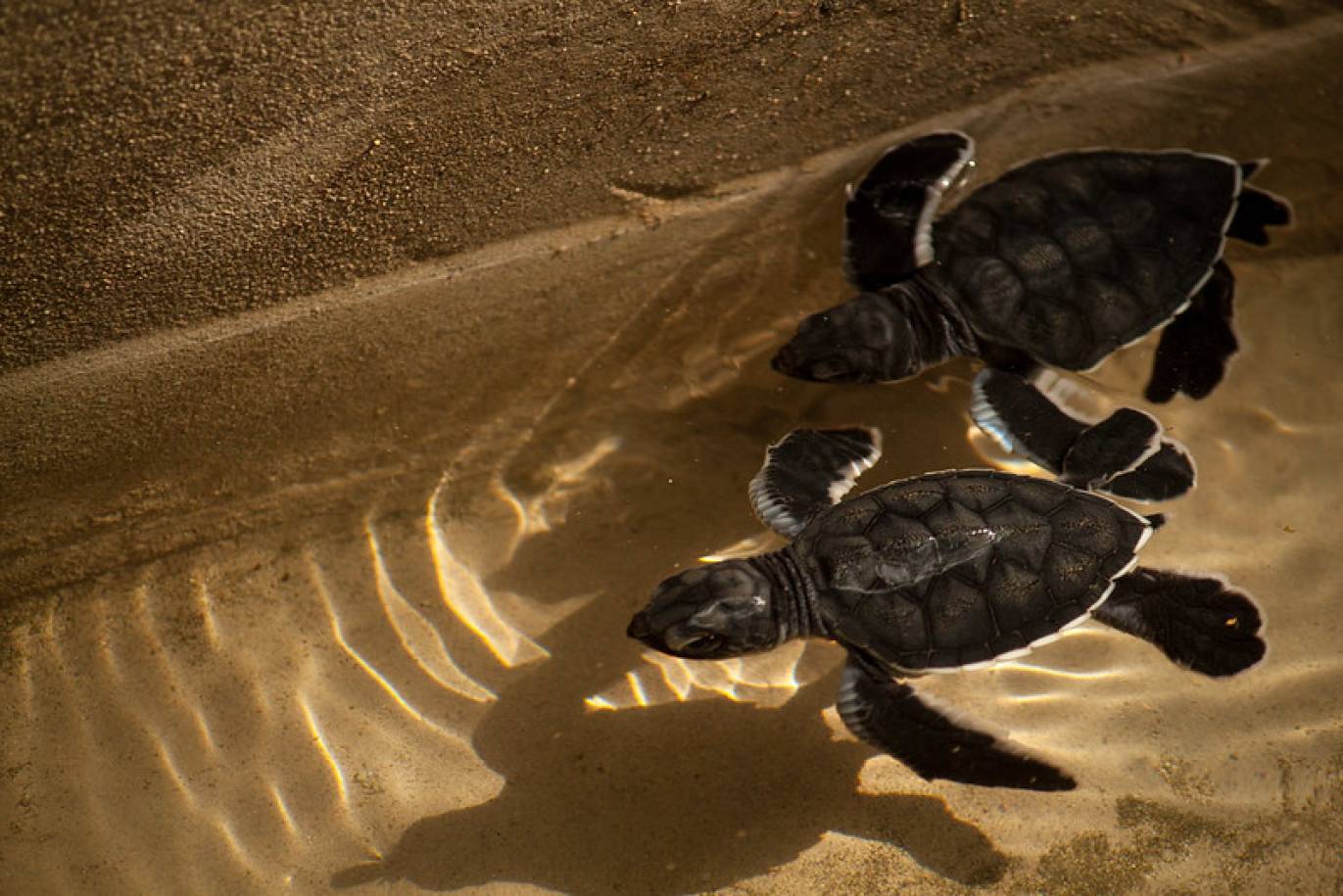 playa hermosa sea turtle