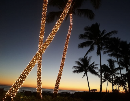 christmas palmtree