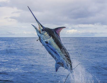 fish tagging marlin Costa Rica 