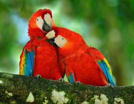 macaw national parks