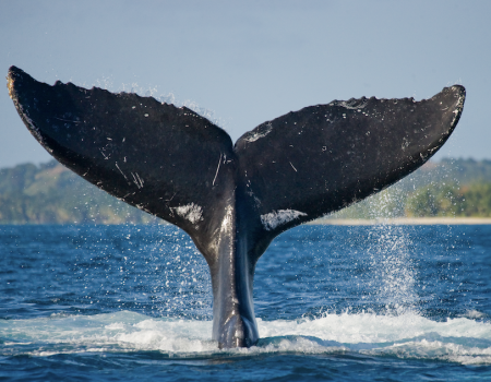 summer vacation Costa Rica whale tail