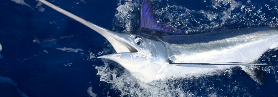 Los Sueños Signature Billfish Series Leg Three 2021 HRG