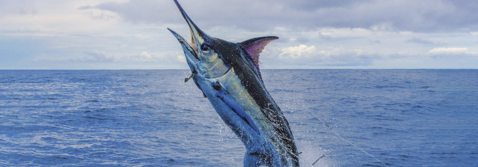 fish tagging marlin Costa Rica 