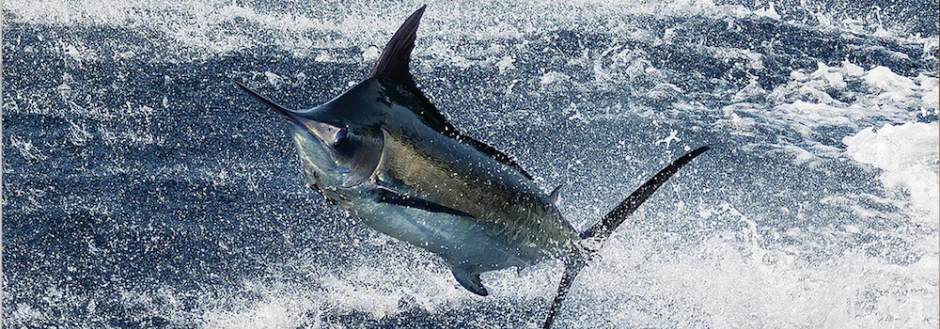 marlin leaping from water