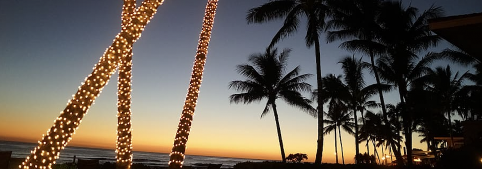 palm tree costa rica christmas