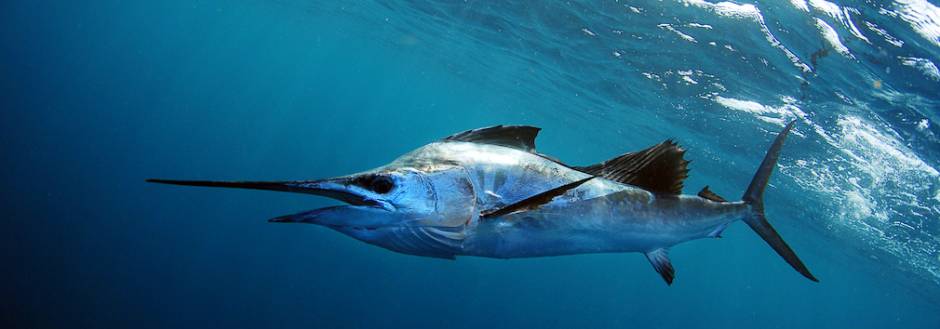 sail fish sports fishing los sueños resort and marina