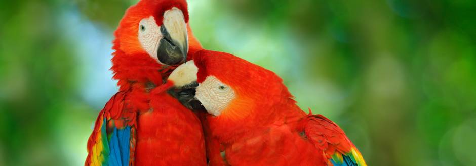 macaw national parks