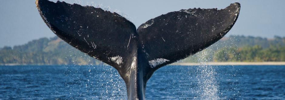 whale jumping Costa Rica summer vacation