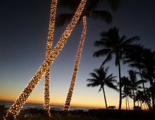 christmas palmtree