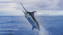 fish tagging marlin Costa Rica 