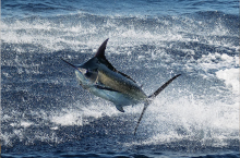 marlin leaping from water