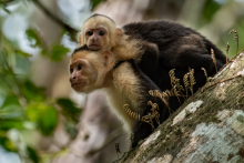 Monkeys Costa Rica