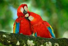 macaw national parks