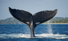 summer vacation Costa Rica whale tail