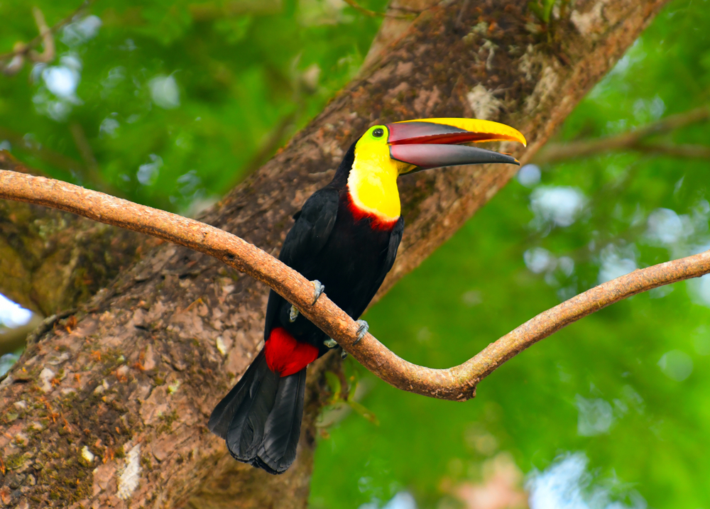 Manuel Antonio