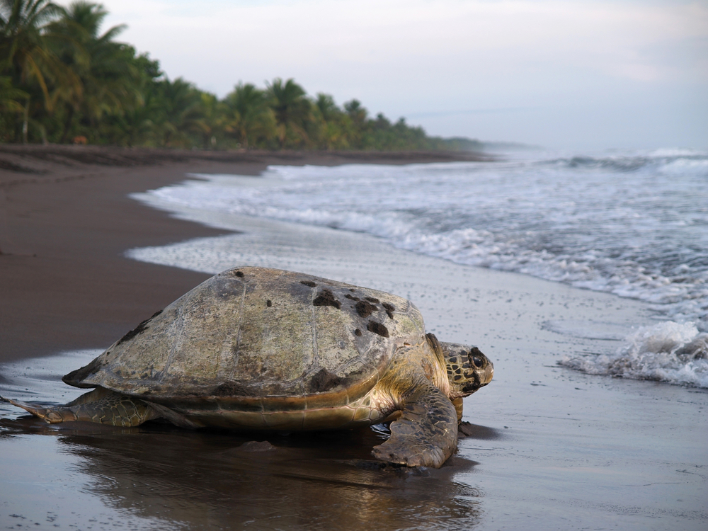 Tortuguero's Turtle nesting